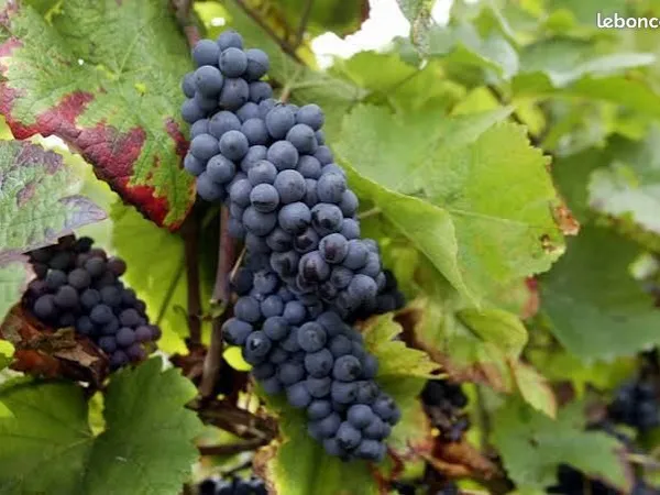 Vente Vigne Champagne