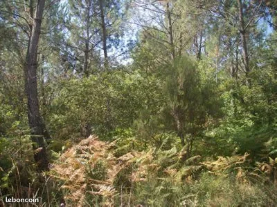 Parcelles de bois