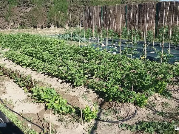 Location terrain agricole pour potager