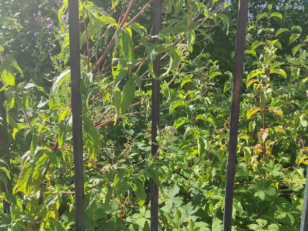 Terrain à bâtir Vente Cours   54000€