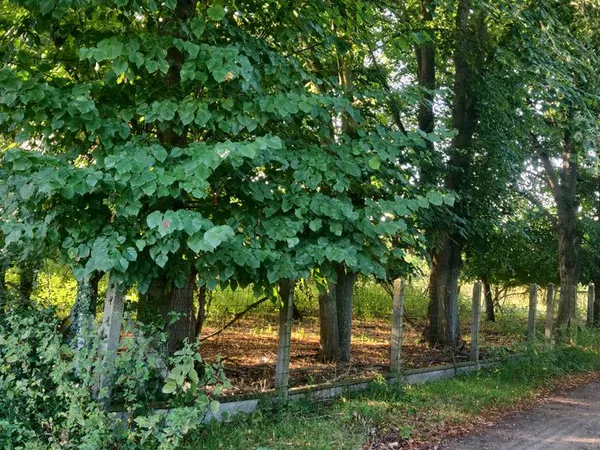 Terrain 2 500 m² - Moisson Lavacourt - 16 /m²