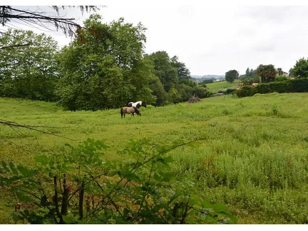 Grand terrain au calme