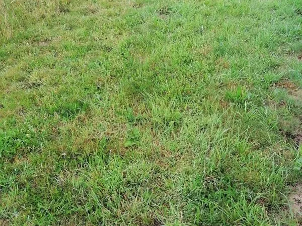 Terrain 333 m² Plerin