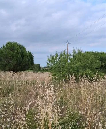 Terrain agricole