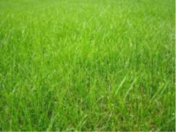 Terrain 350 m²