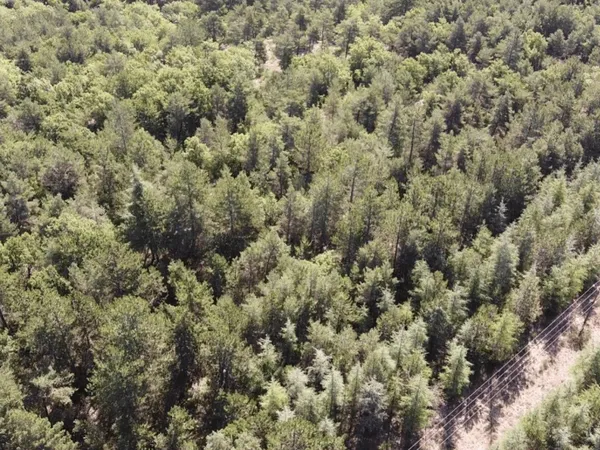 Forêt labellisée ECOCERT avec plan de gestion simple