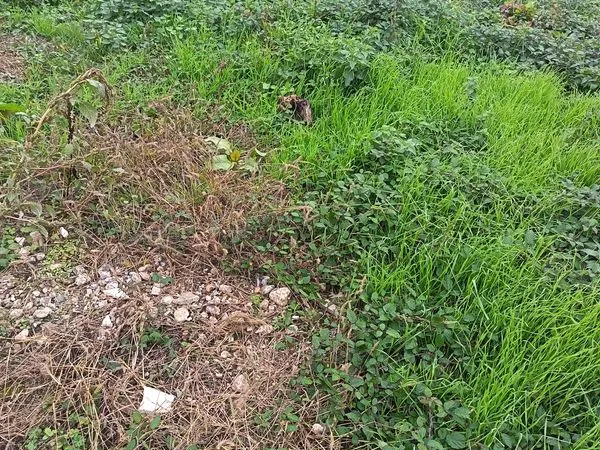 Terrain à bâtir centre village