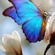 Sibille