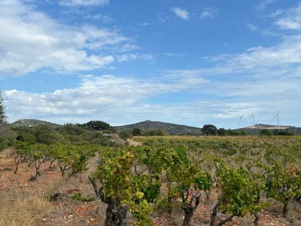 Bien agricole et foncier Vente Opoul-Périllos 8900m² 9000€