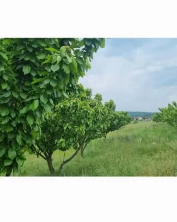 Terrain agricole