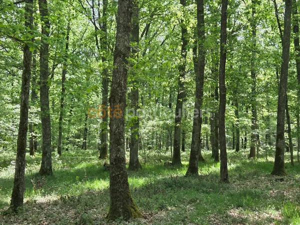 Forêt de chênes dans l'Allier 39.7ha