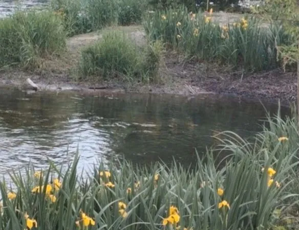 Terrain, Terrain de loisirs, Coups de Pêche