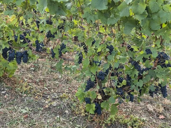 Vend vignes AOC champagne