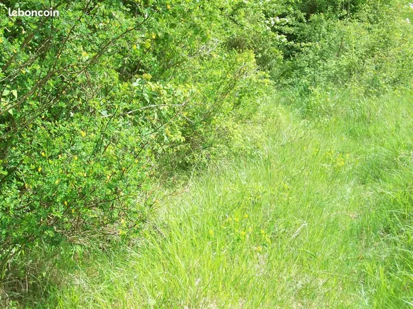 Parcelle boisé, terrain de loisir