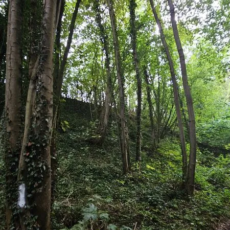 Parcelle de bois