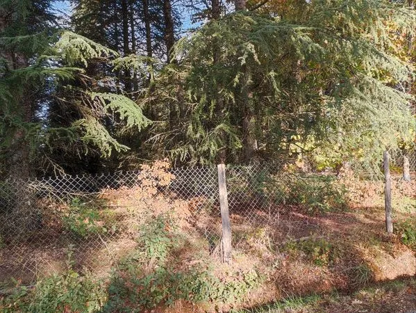Vends parcelle de bois