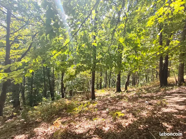 Terrain boisé 10 186 m² avec accès voiture - 1 hectare