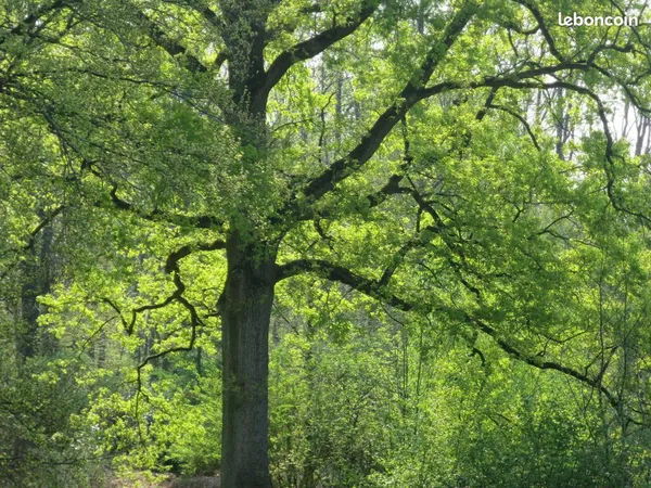 Terrain arbres et taillis