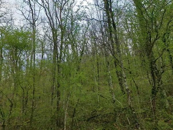 Terrain boisé / Parcelle de bois 7 375 m² - ANOYE (64)