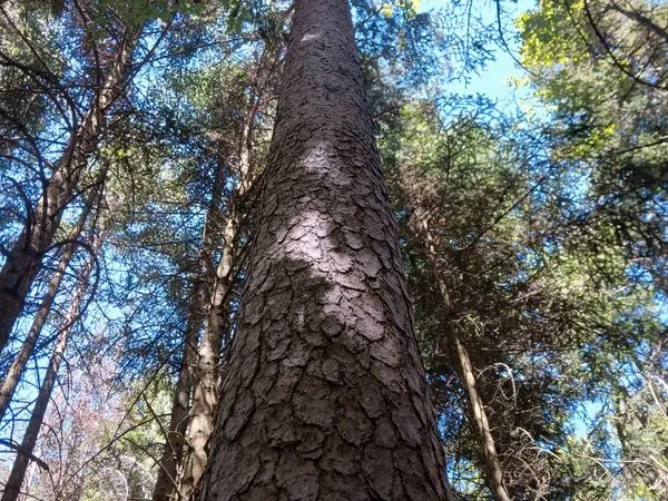 Parcelles Forêt Retournac (43)