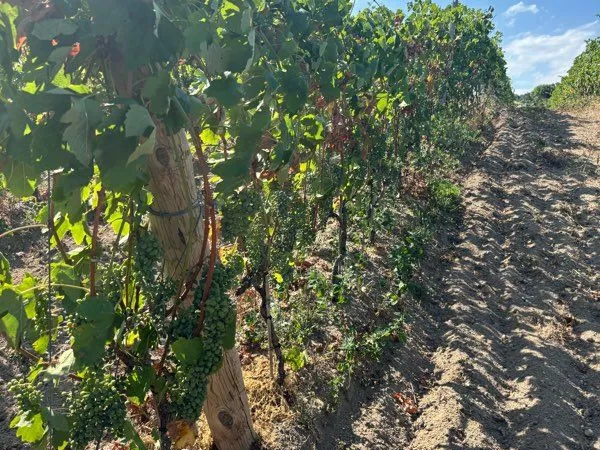 Parcelle de vigne AOC Crozes Hermitage