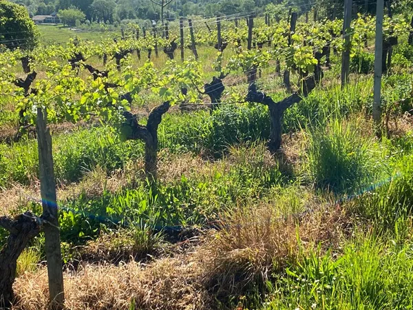 Secteur BAZAS, TERRAIN AGRICOLE de 7 Hectares en plein coeur du Sud Gironde
