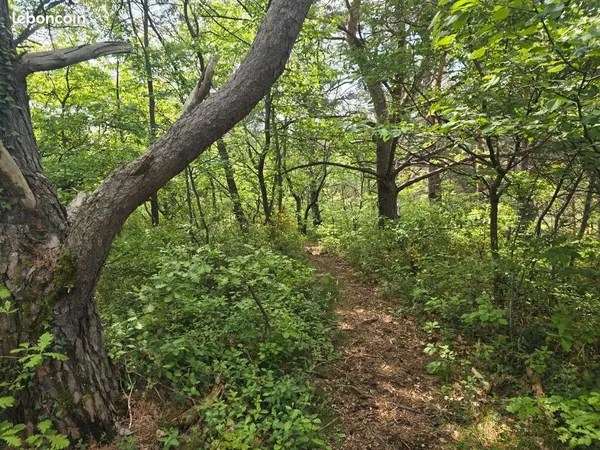 Terrain forêt taillis