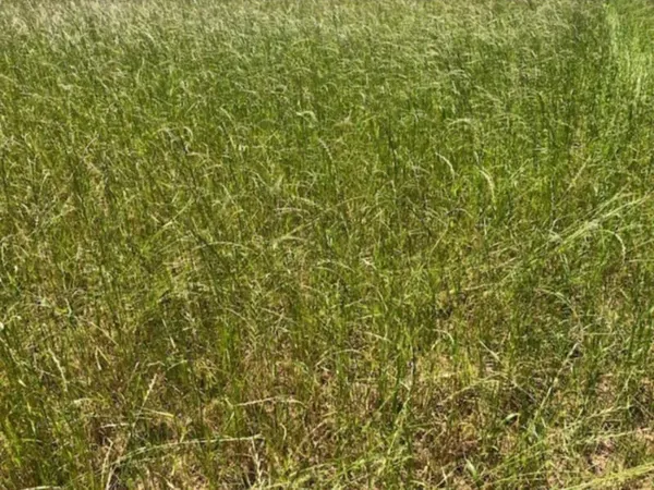 Terrain 1500 m²