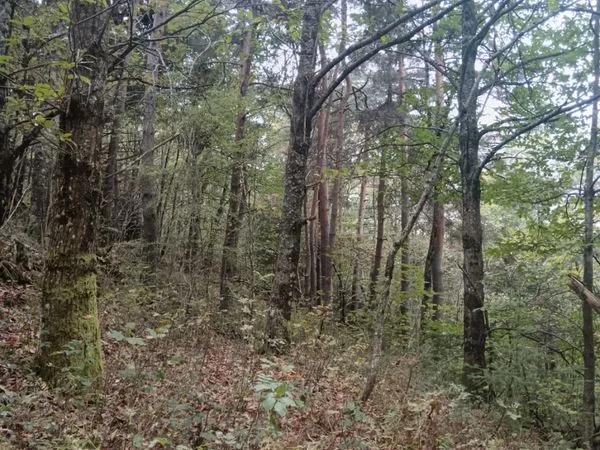 Forêt 3ha St Jean Roure