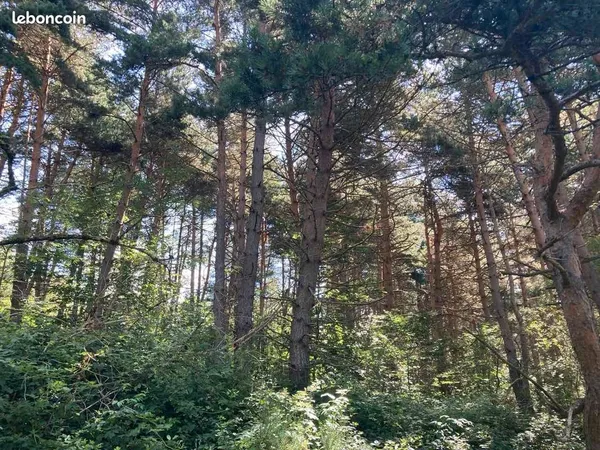 Forêt de 3,2 hectares d'un seul tenant (cinq parcelles) à Salettes (43) en bordure du chemin de la S