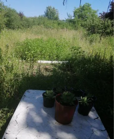 Terrain jardin