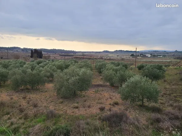 Oliveraie 5 884 m² avec 78 oliviers - Ouveillan