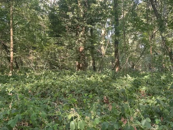 Parcelle de bois à vendre