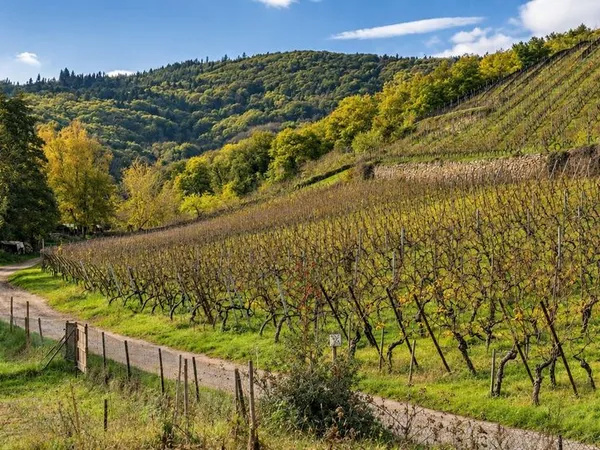 Terrain 887 m² Katzenthal