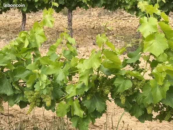Vends Vignes Cardet