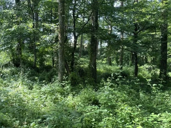 Bois Objat