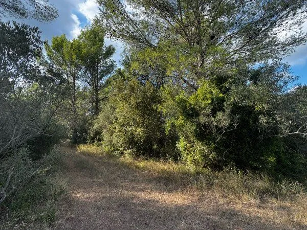 Terrain naturel 5 950 m² - Fontvieille
