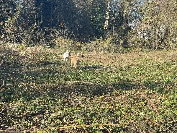 Terrain Agricole de 1 051 m² - Aimargues - Pont de Lunel
