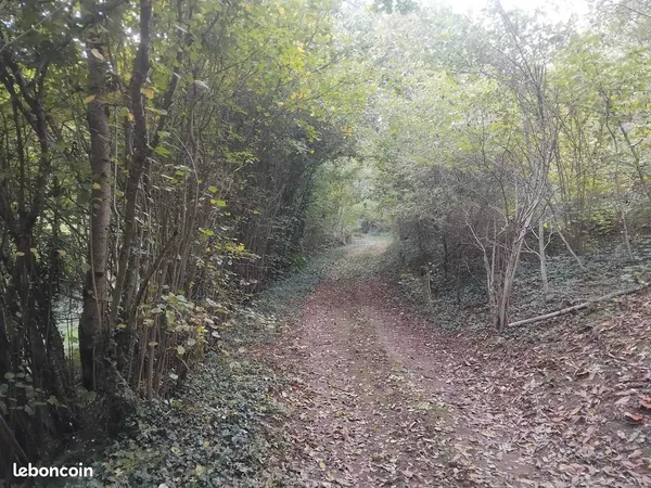 Parcelle de bois