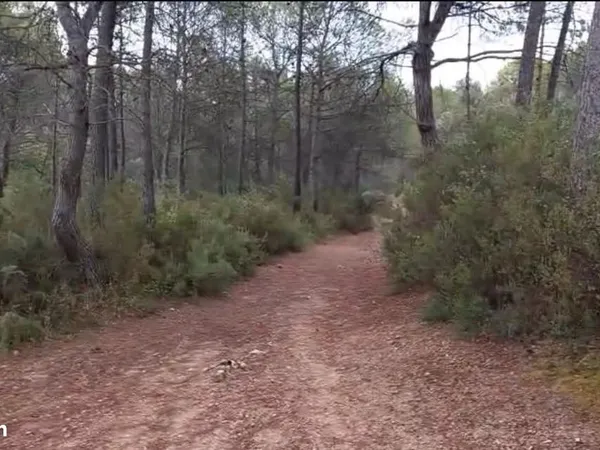 Terrain pinède 18460 m2 situé dans le Var, à Le Val, proche Brignoles