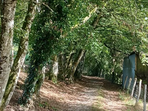 Vente d'une forêt