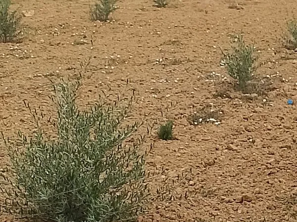 Vends terrain agricole