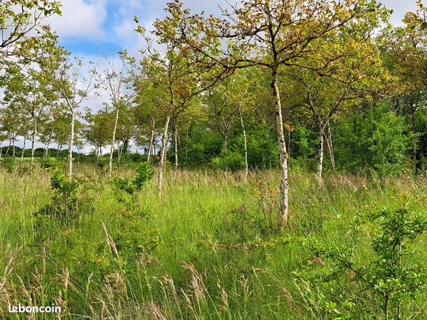 Vends terrain avec noyers