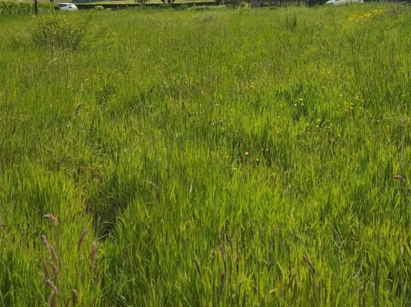 Terrain 1033 m²