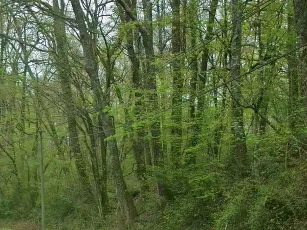 Parcelle boisée 86 ares