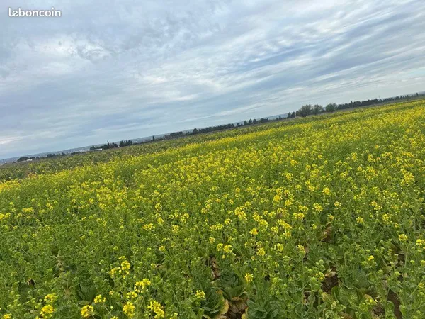 Terrain agricole