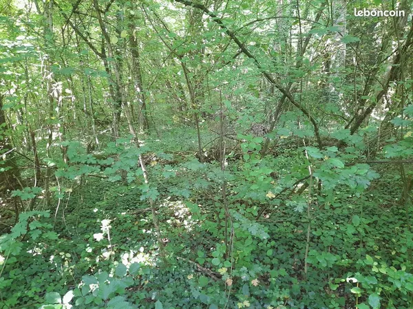 Forêt, bois