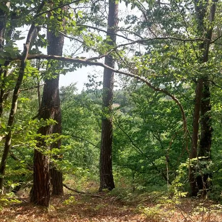 Parcelle forestière d'1,2 ha entre Ste-Sigolène et Lapte 43- bois sur pied exploitable - potentiel r