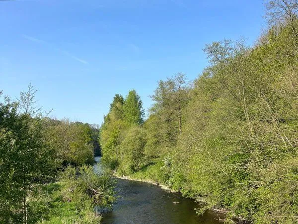 La Chapelle Sur Vire Terrain boisé 5613m2 avec une centaine de plantation de peupliers en bord de ri