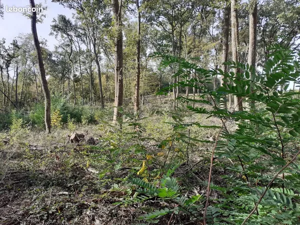 Vente parcelle boisée à Caudrot
